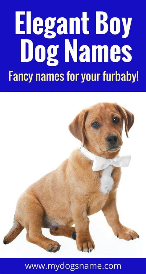 dignified dog names